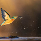 Kingfisher in Hungary.