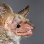 Lesser mouse-eared bat in Hungary