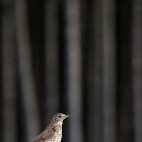 Mistle thrush in Hungary.