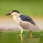 Night heron in Hungary
