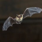 Pipistrelle bat in Hungary