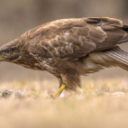 Common buzzard in Pusztaszer Landscape Protection Area, Hungary