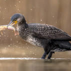 Cormorant in Pusztaszer Landscape Protection Area, Hungary
