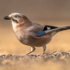 Eurasian jay in Pusztaszer Landscape Protection Area, Hungary