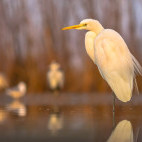 Great white egret in Pusztaszer Landscape Protection Area, Hungary
