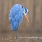 Grey heron in Pusztaszer Landscape Protection Area, Hungary