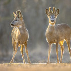 Roe deer in Pusztaszer Landscape Protection Area, Hungary