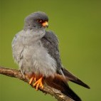 Red-footed falcon in Hungary