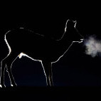 Roe deer in Hungary.