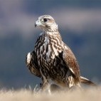 Saker falcon in Hungary