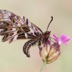 Southern festoon in Hungary