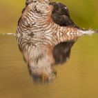Sparrowhawk in Hungary.