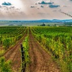 Tokaj vineyard in Hungary