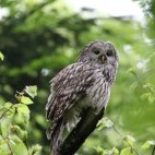 Ural owl.