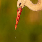 White stork in Hungary.