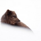 Arctic fox in Iceland.