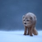 Arctic fox in Iceland.