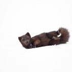 Arctic fox in Iceland.