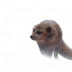 Arctic fox in Iceland.