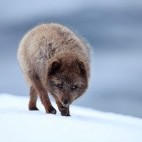 Arctic fox in Iceland.