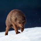 Arctic fox in Iceland.