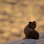Arctic fox in Iceland.