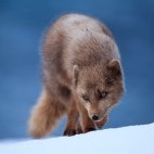 Arctic fox in Iceland.