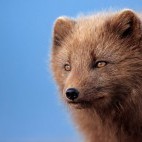 Arctic fox in Iceland.