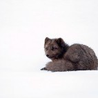 Arctic fox in Iceland.