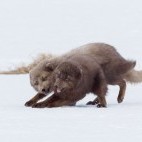 Arctic fox pair in Iceland.