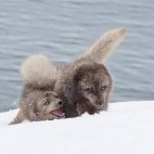 Arctic fox pair in Iceland.