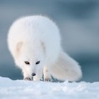 Arctic fox in Iceland.