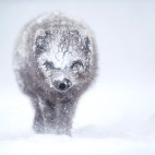 Arctic fox in Iceland.