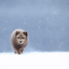Arctic fox in Iceland.