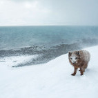 Arctic fox and fjord in Iceland.