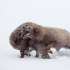 Arctic fox in Iceland.