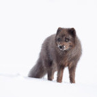 Arctic fox in Iceland.