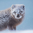 Arctic fox in Iceland.