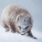 Arctic fox in Iceland.