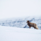 Arctic fox in Iceland.