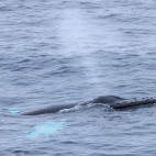 Humpback whale.