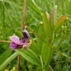 Bitter betch in Ireland.