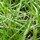 American shoreweed in The Burren, Ireland.