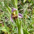 Bee orchid in The Burren, Ireland.