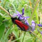 Burnet moth in the Burren, Ireland.