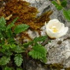 Eightpetal mountain avens in The Burren, Ireland.