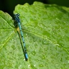 Irish damselfly in The Burren, Ireland.