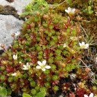 Irish saxifrage on the Burren, Ireland.