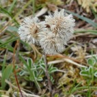 Mountain everlasting in The Burren, Ireland.