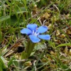 Spring gentian in The Burren, Ireland.
